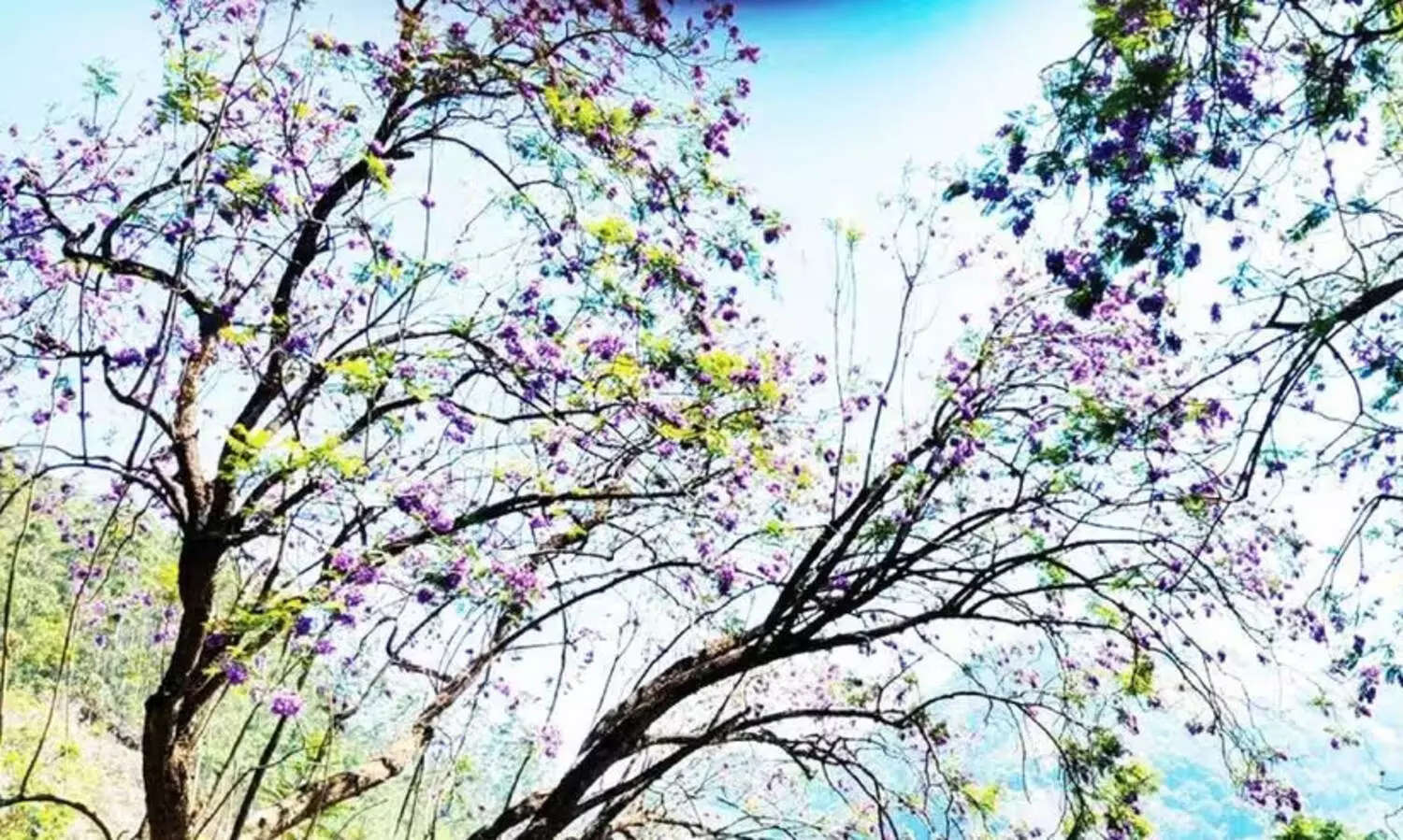 Jecrant trees with violet spring; Crowd of tourists to see