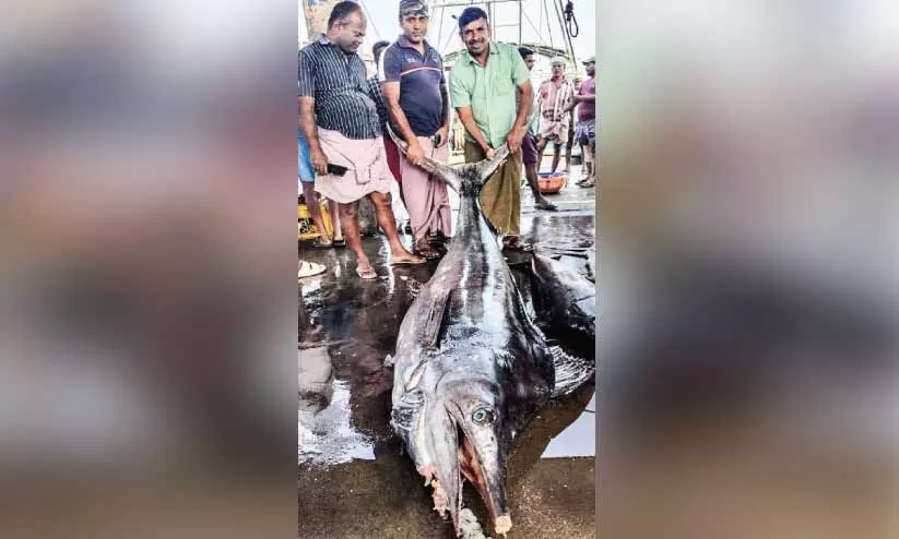 പൊന്നാനിയിൽ 500 കിലോയുള്ള കട്ടക്കൊമ്പൻ വലയിൽ പൊന്നാനിയിൽ 500 കിലോയുള്ള കട്ടക്കൊമ്പൻ വലയിൽ