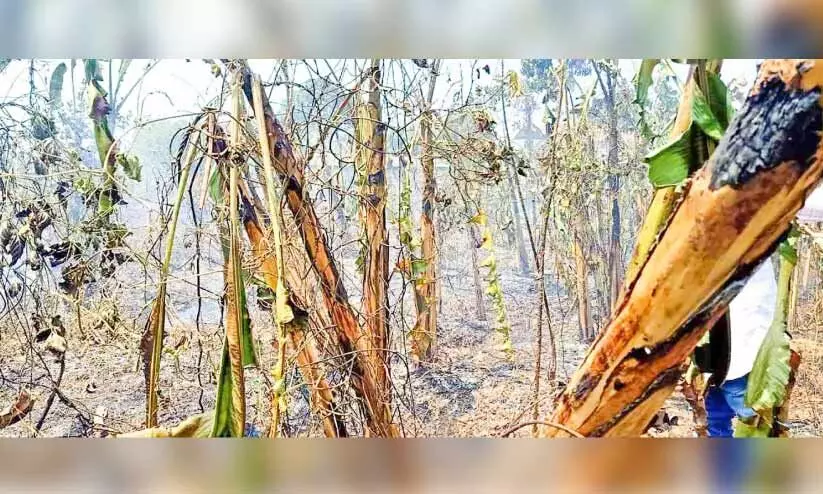 കടമ്പനാട് അഞ്ചേക്കർ കൃഷിയിടത്തിൽ തീപിടിത്തം