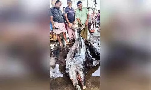 പൊന്നാനിയിൽ 500 കിലോയുള്ള കട്ടക്കൊമ്പൻ വലയിൽ