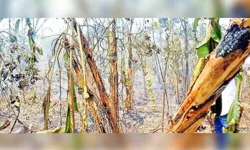 കടമ്പനാട് അഞ്ചേക്കർ കൃഷിയിടത്തിൽ തീപിടിത്തം