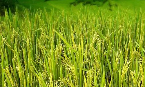 controversy in farmers journey