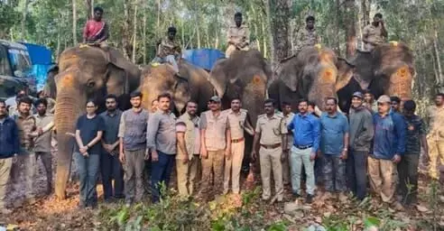 killer elephant killer elephant