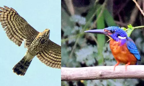 വാർഷിക കണക്കെടുപ്പ്‌ പൂർത്തിയായി: മലബാർ വന്യജീവി സങ്കേതത്തിൽ 149 ഇനം പക്ഷികൾ