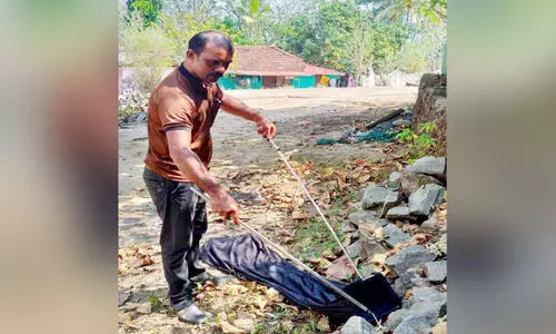 പാമ്പുകള്‍ക്ക് ഷിന്‍സനുണ്ട്...