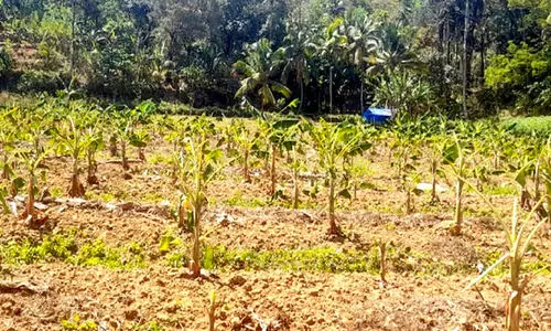 കർഷകന്‍റെ മാസങ്ങളുടെ അധ്വാനം നശിപ്പിച്ച്​ കാട്ടുപോത്തുകള്‍