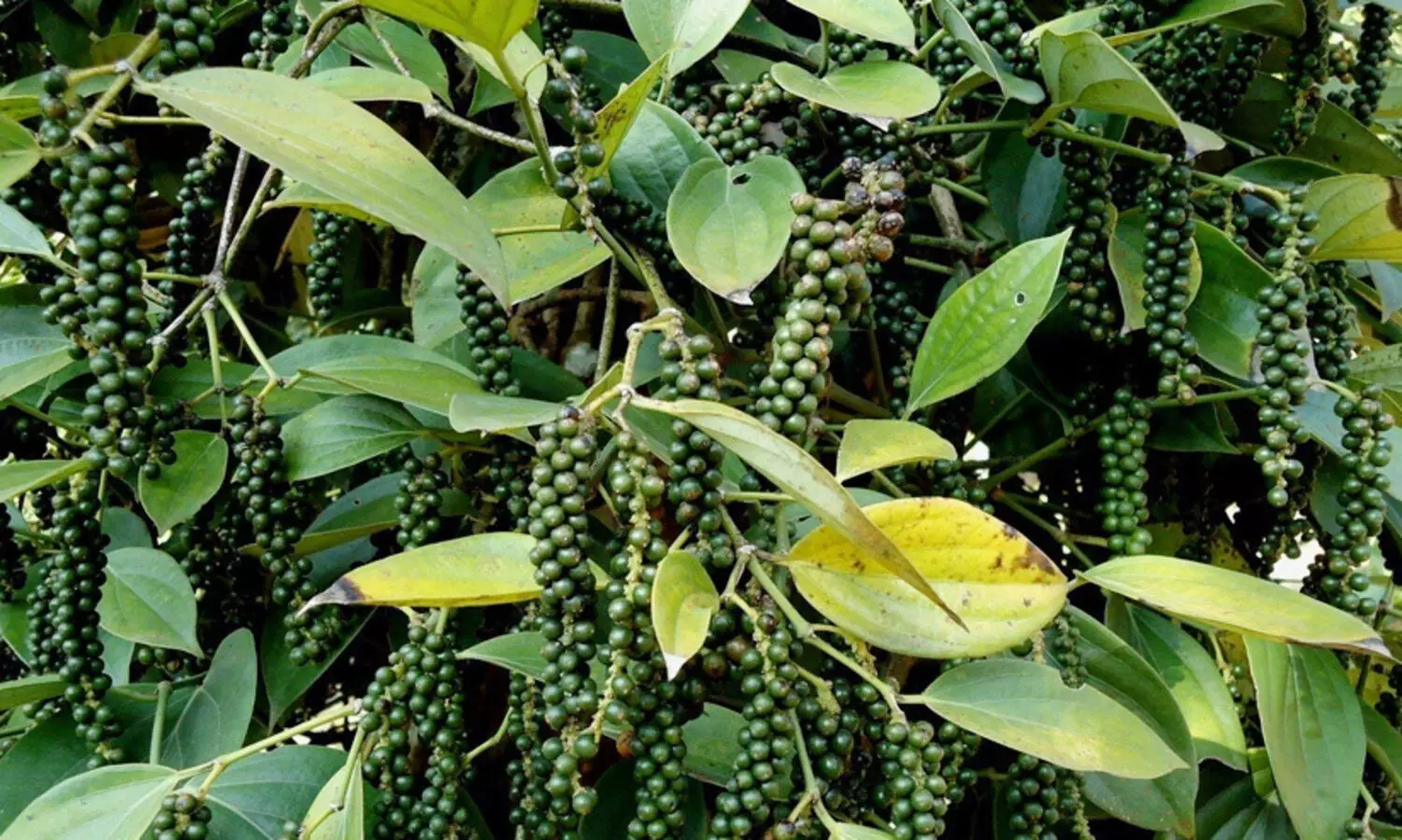 കർഷകരെ കരയിപ്പിച്ച് കറുത്ത പൊന്ന്