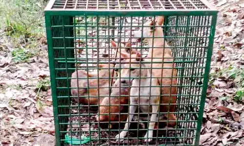 dogs in a tiger trap