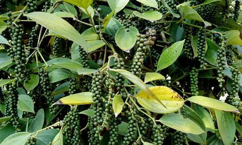 കർഷകരെ കരയിപ്പിച്ച് കറുത്ത പൊന്ന്