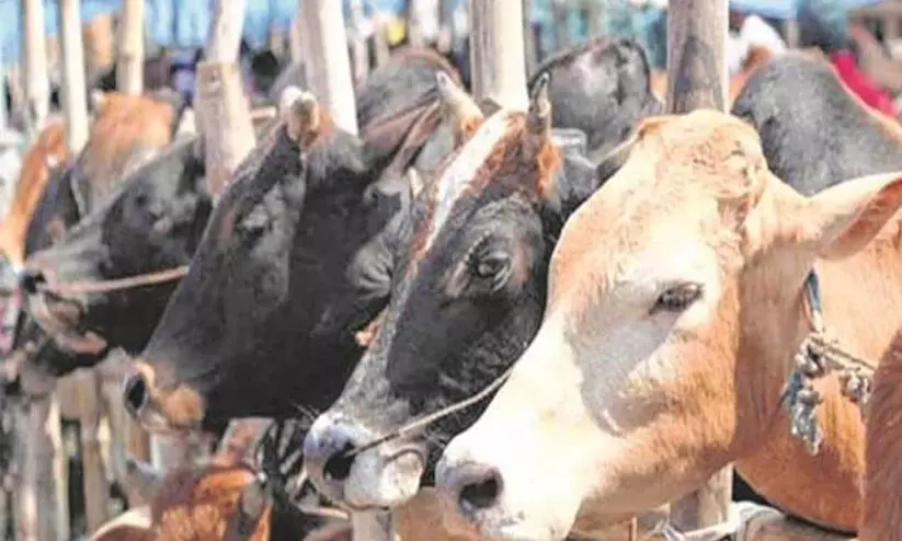 ഭോപ്പാലിൽ പശുവിനെ കൊന്ന കേസിൽ മൂന്നുപേർ അറസ്റ്റിൽ; വീട് തകർത്തു, എൻ.എസ്.എ ചുമത്തും ഭോപ്പാലിൽ പശുവിനെ കൊന്ന കേസിൽ മൂന്നുപേർ അറസ്റ്റിൽ; വീട് തകർത്തു, എൻ.എസ്.എ ചുമത്തും