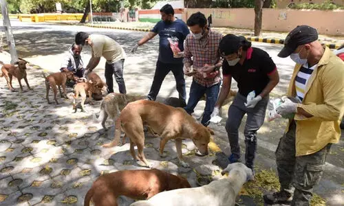 stray dog feeding stray dog feeding