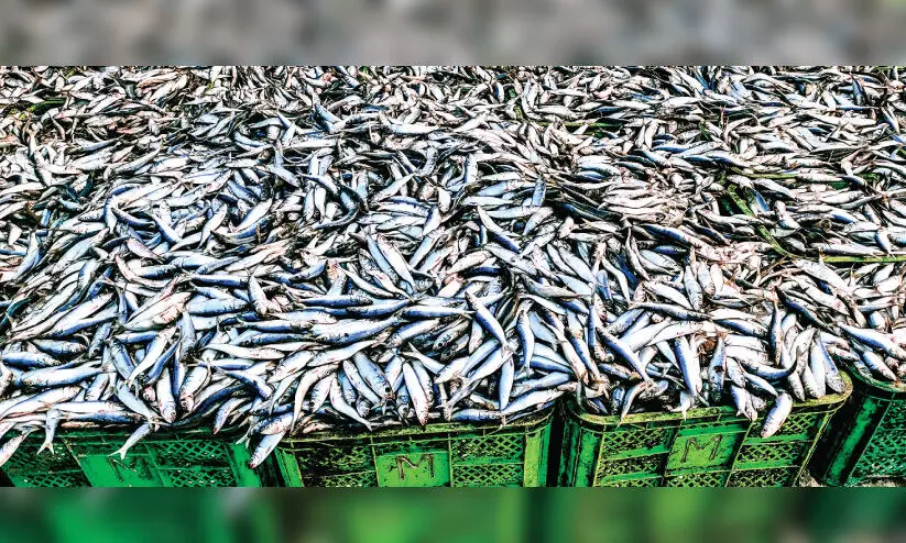 വീണ്ടും മത്തി ചാകര; പരപ്പനങ്ങാടി തീരത്ത് ആഹ്ലാദം വീണ്ടും മത്തി ചാകര; പരപ്പനങ്ങാടി തീരത്ത് ആഹ്ലാദം