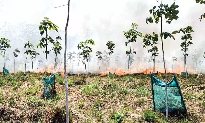 50 ഏക്കർ റബർതോട്ടം കത്തിനശിച്ചു 50 ഏക്കർ റബർതോട്ടം കത്തിനശിച്ചു