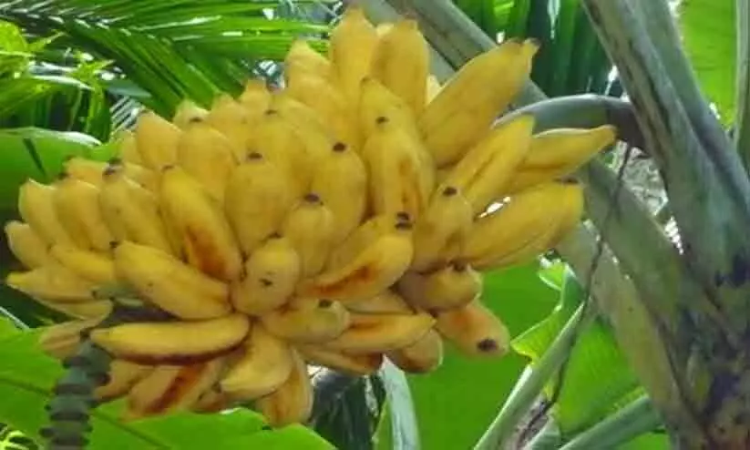 അം​ഗ​ൻ​വാ​ടി​ കുട്ടികൾക്കുള്ള വാ​ഴ​ക്കു​ല പഞ്ചായത്ത് പ്രസിഡന്‍റ്​  മോഷ്ടിച്ചെന്ന്