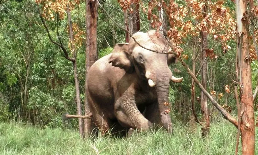 arikkomban 89766 arikkomban 89766