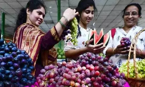 മുന്തിരിയും തണ്ണിമത്തനും ഇഷ്ടം പോലെ, മധുരമൂറും മേള തുടങ്ങി