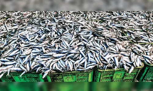 വീണ്ടും മത്തി ചാകര; പരപ്പനങ്ങാടി തീരത്ത് ആഹ്ലാദം