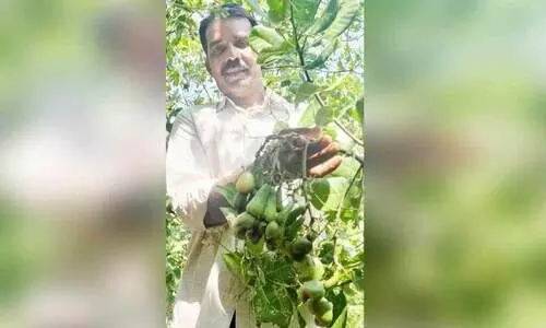 നൂ​റു​മേ​നി​യി​ൽ പ്ര​തീ​ക്ഷ പ​ക​ർ​ന്ന് കാ​ഷ്യു കി​ങ്