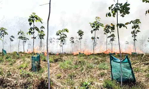 50 ഏക്കർ റബർതോട്ടം കത്തിനശിച്ചു