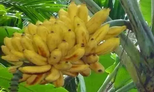 അം​ഗ​ൻ​വാ​ടി​ കുട്ടികൾക്കുള്ള വാ​ഴ​ക്കു​ല പഞ്ചായത്ത് പ്രസിഡന്‍റ്​  മോഷ്ടിച്ചെന്ന്