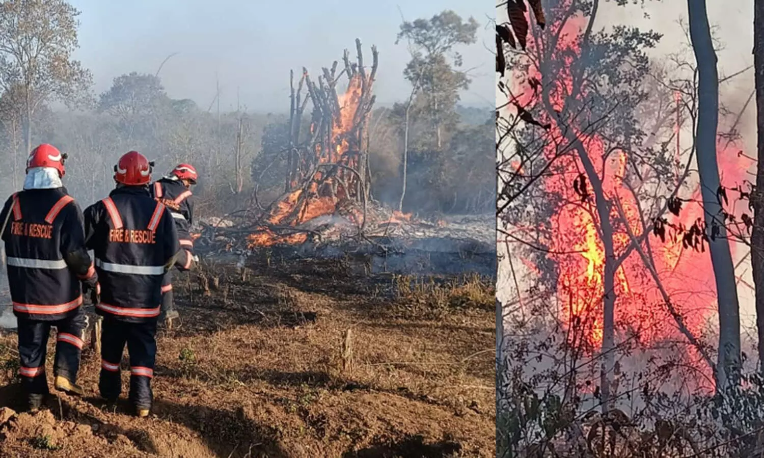 വയനാട് വന്യജീവി സങ്കേതത്തില്‍ തീപിടിത്തം; അണച്ചത് നാലു മണിക്കൂർ കൊണ്ട്
