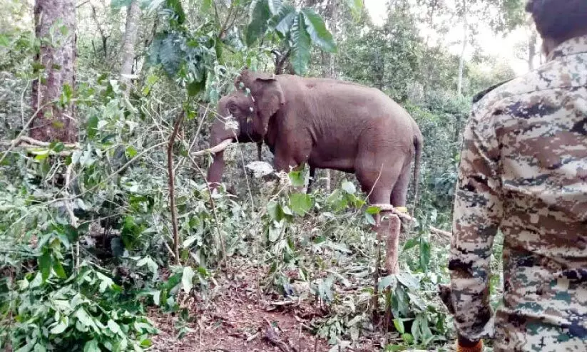 കൊലയാളി ആന ഒടുവിൽ പിടിയിൽ കൊലയാളി ആന ഒടുവിൽ പിടിയിൽ