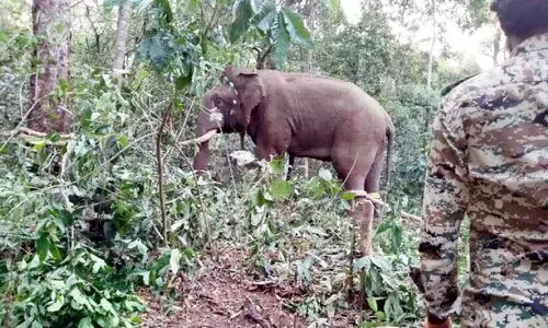 കൊലയാളി ആന ഒടുവിൽ പിടിയിൽ