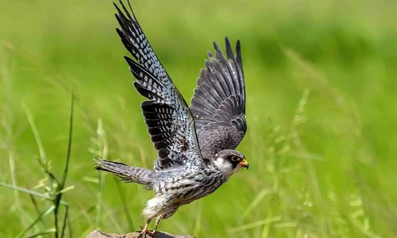 ഒരു യമണ്ടൻ ‘അമൂർ’ത്ത ദേശാടനം