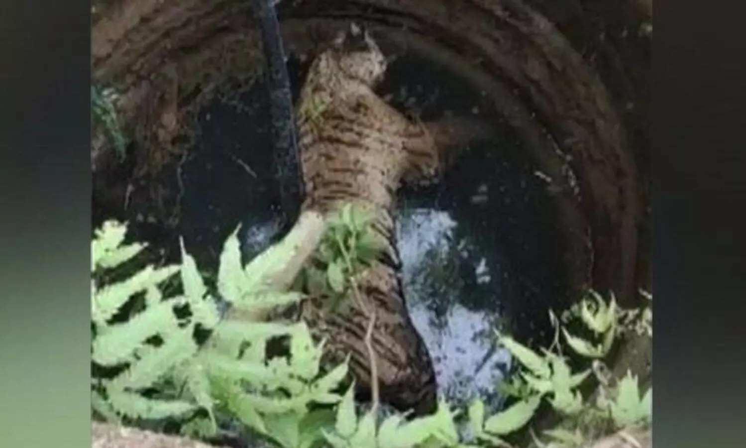 വയനാട്ടിൽ കടുവയെ കിണറ്റില്‍ ചത്തനിലയില്‍ കണ്ടെത്തി