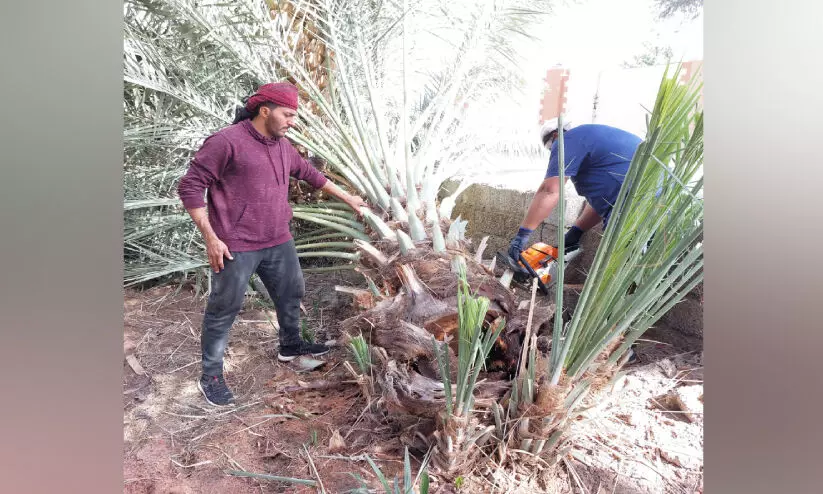 ഈന്തപ്പനകളിലെ കീടങ്ങളുടെ വ്യാപനം; പ്രതിരോധ കാമ്പയിനുമായി കൃഷിമന്ത്രാലയം