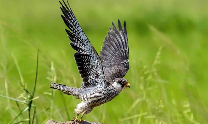 ഒരു യമണ്ടൻ ‘അമൂർ’ത്ത ദേശാടനം