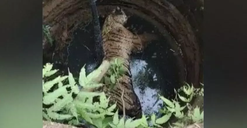 വയനാട്ടിൽ കടുവയെ കിണറ്റില് ചത്തനിലയില് കണ്ടെത്തി വയനാട്ടിൽ കടുവയെ കിണറ്റില് ചത്തനിലയില് കണ്ടെത്തി