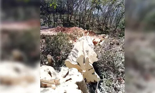 പഞ്ചായത്തുവക സ്ഥലത്തെ മരങ്ങൾ മുറിച്ചുകടത്താൻ ശ്രമിച്ചത് നാട്ടുകാർ തടഞ്ഞു