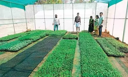 പച്ചക്കറി നഴ്സറിക്ക് തുടക്കം