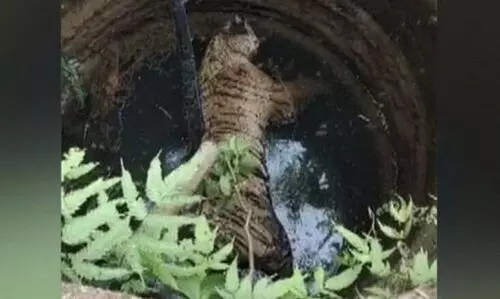 വയനാട്ടിൽ കടുവയെ കിണറ്റില് ചത്തനിലയില് കണ്ടെത്തി വയനാട്ടിൽ കടുവയെ കിണറ്റില് ചത്തനിലയില് കണ്ടെത്തി