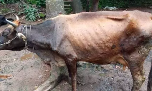 ചർമമുഴ; ചത്ത കാലികൾക്ക്​ നഷ്ടപരിഹാരത്തിന്​ ശിപാർശ