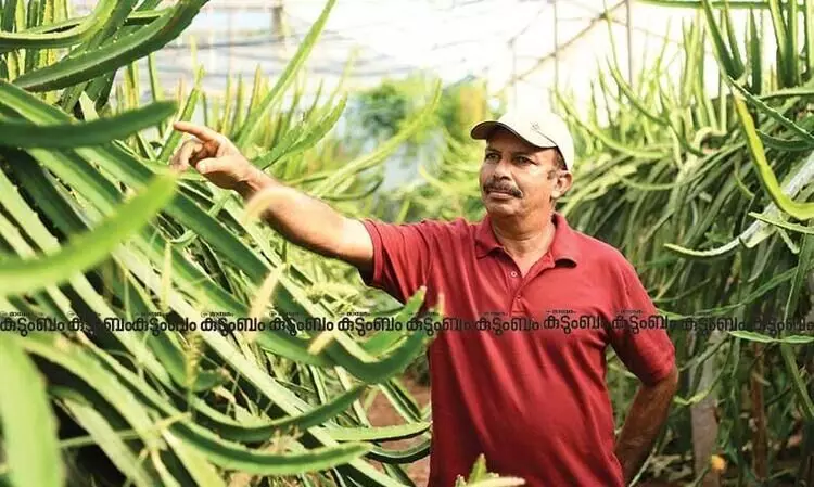 Dragon fruit will give Ummerkutty huge profit