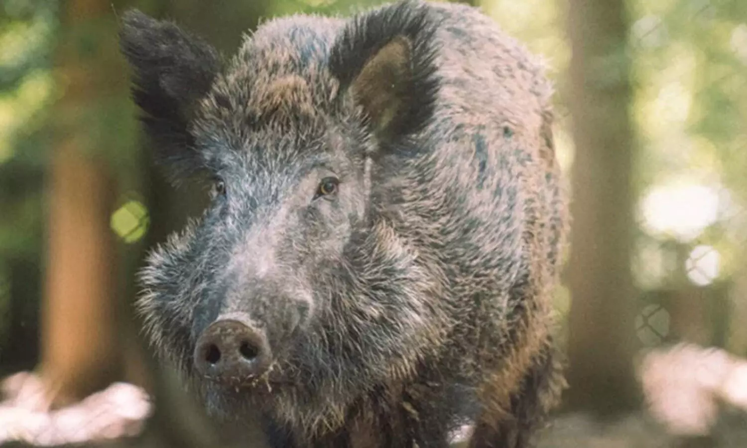 കാട്ടുപന്നിയുടെ ആക്രമണത്തിൽ മകളെ രക്ഷിക്കുന്നതിനിടെ അമ്മക്ക് ദാരുണാന്ത്യം