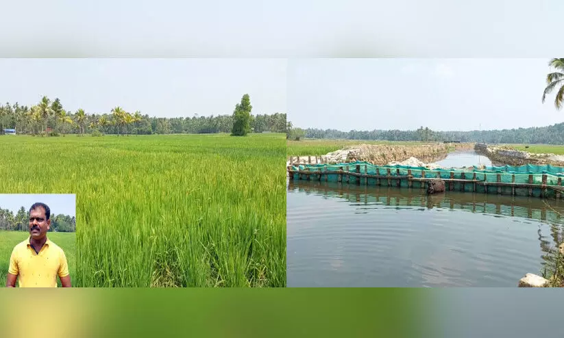 110 ഹെക്ടറോളം തരിശു പാടശേഖരത്ത് നെൽകൃഷി; കർഷകന്റെ ആനുകൂല്യം തടയുന്നെന്ന് 110 ഹെക്ടറോളം തരിശു പാടശേഖരത്ത് നെൽകൃഷി; കർഷകന്റെ ആനുകൂല്യം തടയുന്നെന്ന്