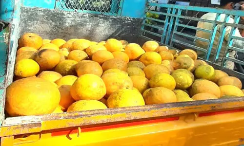 അ​യ​ൽ​നാ​ട്ടി​ൽ പ്രി​യ​മേ​റി വ​യ​നാ​ട​ൻ ക​മ്പി​ളി നാ​ര​ങ്ങ