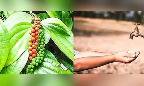 കുടിവെള്ളക്ഷാമം; കൃഷിനാശം