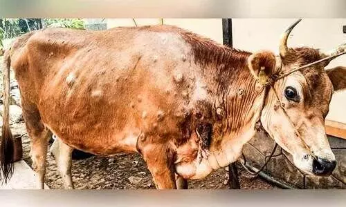 ക്ഷീരകർഷകർ ദുരിതത്തിൽ; ചർമമുഴ വ്യാപകം