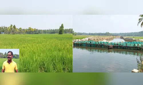 110 ഹെക്ടറോളം തരിശു പാടശേഖരത്ത്​ നെ​ൽകൃഷി; കർഷകന്റെ ആനുകൂല്യം തടയുന്നെന്ന്