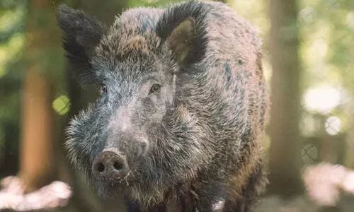 കാട്ടുപന്നിയുടെ ആക്രമണത്തിൽ മകളെ രക്ഷിക്കുന്നതിനിടെ അമ്മക്ക് ദാരുണാന്ത്യം