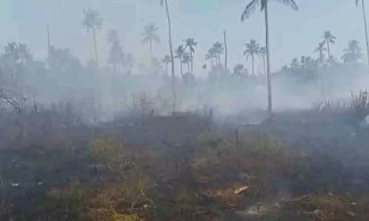 തെങ്ങിന്‍തോപ്പിന് തീപിടിച്ചു; വയോധികന്‍ പൊള്ളലേറ്റ് മരിച്ചു