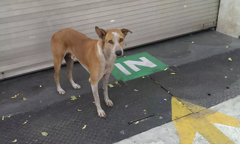 Stray Dog Attack Stray Dog Attack