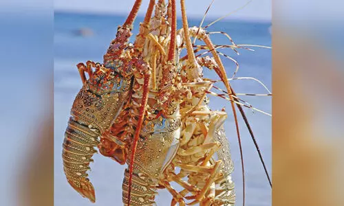 കൊഞ്ച് സീസണിന് നാളെ തുടക്കം; പ്രതീക്ഷയോടെ മത്സ്യത്തൊഴിലാളികൾ