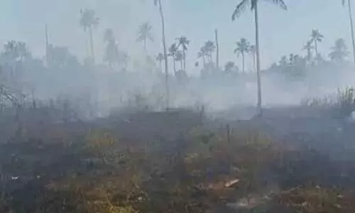 തെങ്ങിന്‍തോപ്പിന് തീപിടിച്ചു; വയോധികന്‍ പൊള്ളലേറ്റ് മരിച്ചു