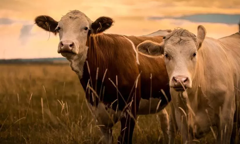 livestock insurance livestock insurance