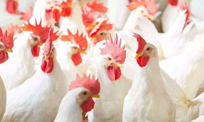 Poultry farm owner arrested for keeping jackal as pet Poultry farm owner arrested for keeping jackal as pet